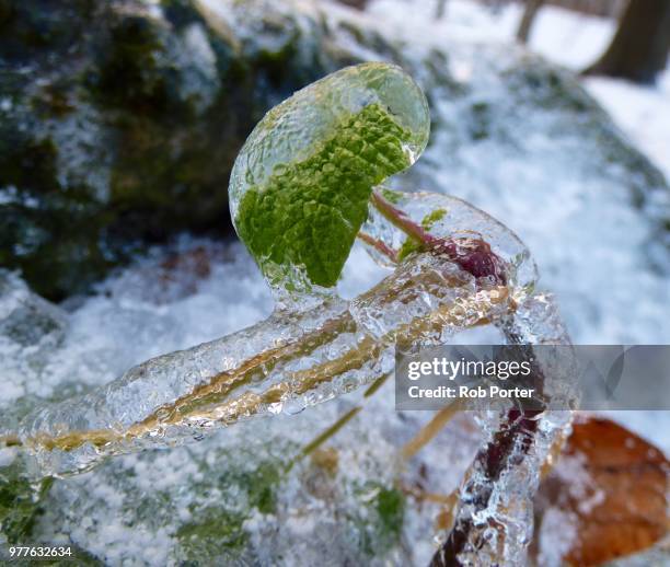 ice encased - ice encased stock pictures, royalty-free photos & images