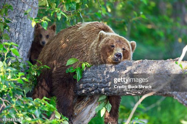 brown bear (ursus arctos) lying down on branch in front of bear cub, alaska, usa - bear lying down stock pictures, royalty-free photos & images
