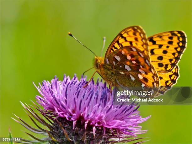 dark green on purple. - dark botanical fauna stockfoto's en -beelden