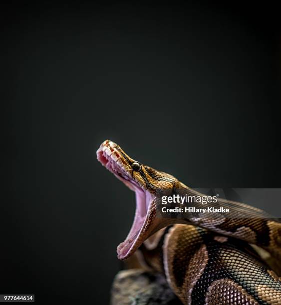 burmese python with mouth open - burmese python fotografías e imágenes de stock