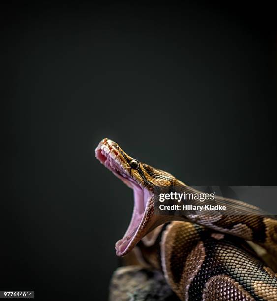 burmese python with mouth open - morelia photos et images de collection