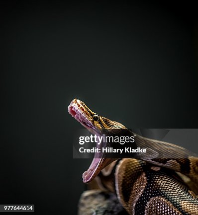 Ball Python with mouth open Ball Python with mouth open