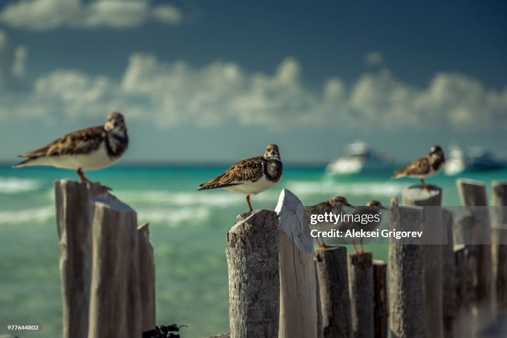 Birds on wooden posts, Isla Mujeres, Mexico