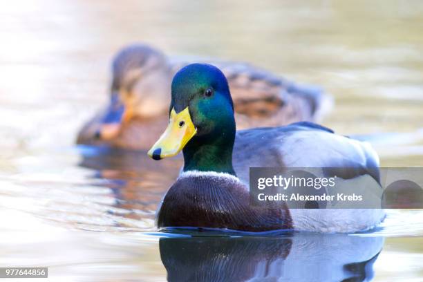 golden waters - mallard - krebs stock pictures, royalty-free photos & images