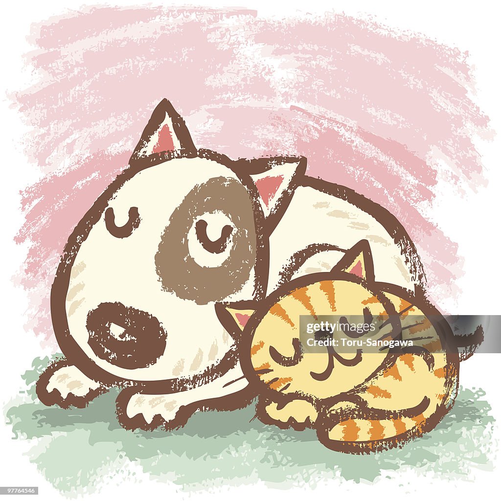 Sleeping bullterrier and cat