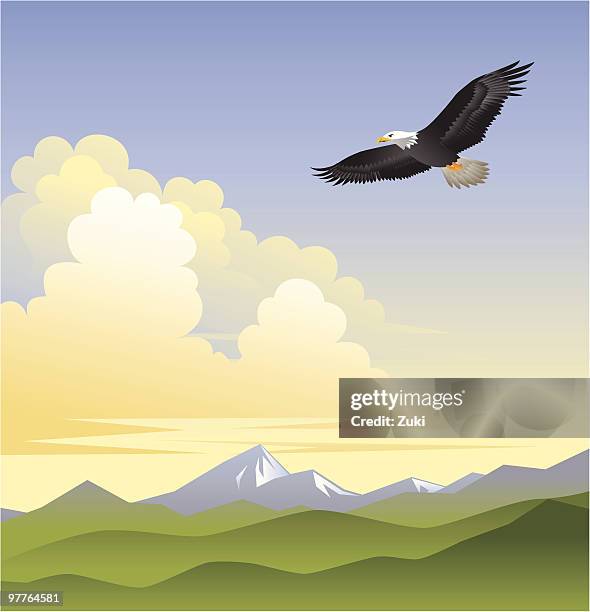illustrations, cliparts, dessins animés et icônes de les eagles ailes - rapace en vol
