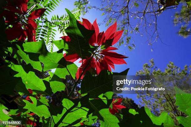 poinsettia - fotógrafo stock pictures, royalty-free photos & images