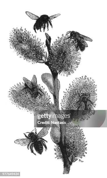 working bees, collecting pollen - stinging stock illustrations