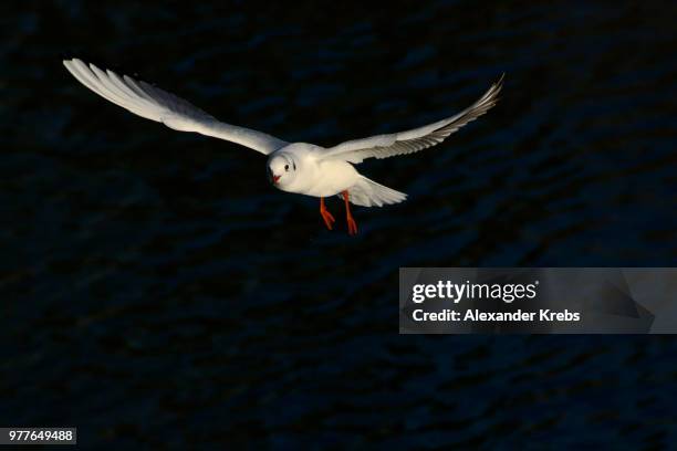 out of the dark - black headed gull - krebs bildbanksfoton och bilder