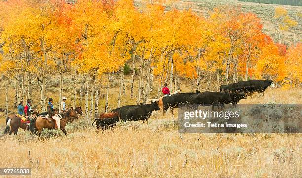 horseback riders herding cattle - conduzir gado imagens e fotografias de stock