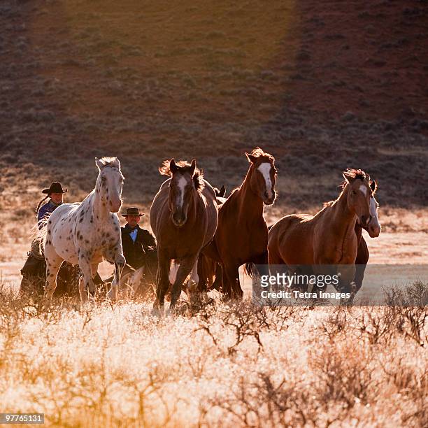 cowboy herding horses - grupo mediano de animales fotografías e imágenes de stock