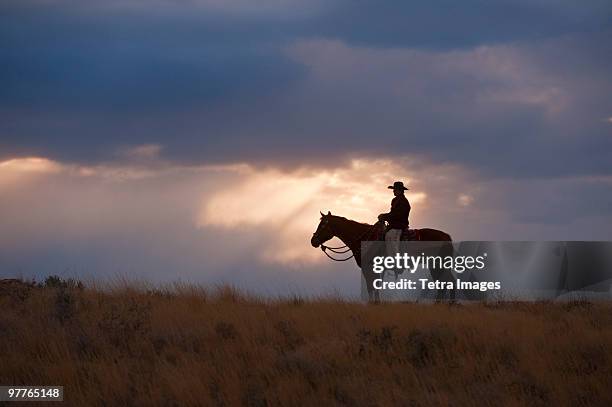 horseback rider - animal riding stock pictures, royalty-free photos & images