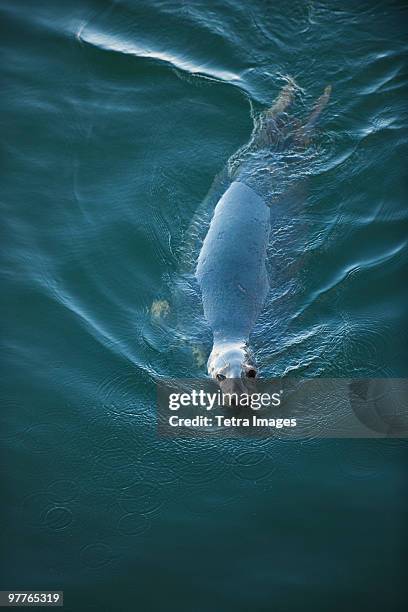 harbor seal - massachusetts seal stock pictures, royalty-free photos & images