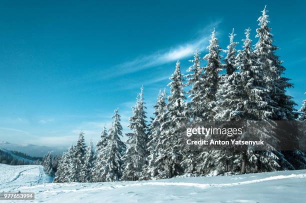 coniferous trees in mountains in winter, bukovel, ukraine - coniferous stock pictures, royalty-free photos & images