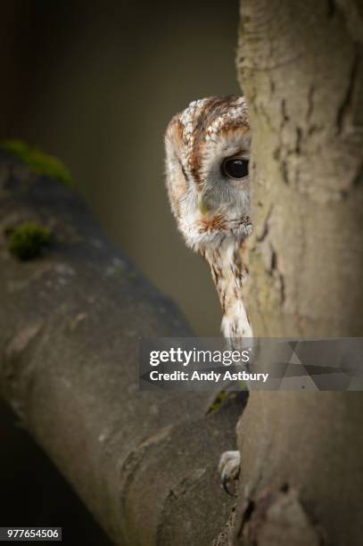 tawny owl - tawny bildbanksfoton och bilder