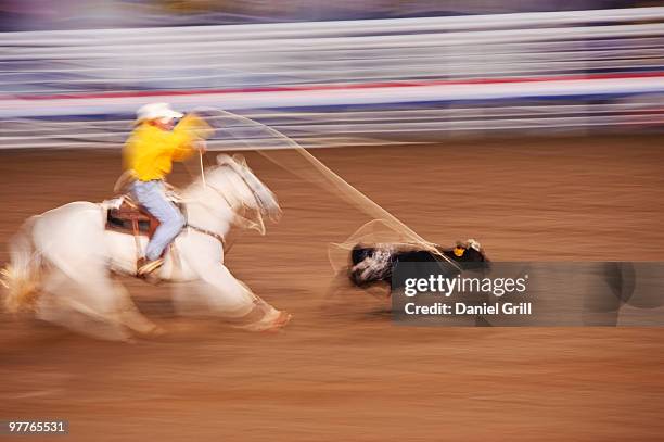 calf roping - cody stock-fotos und bilder