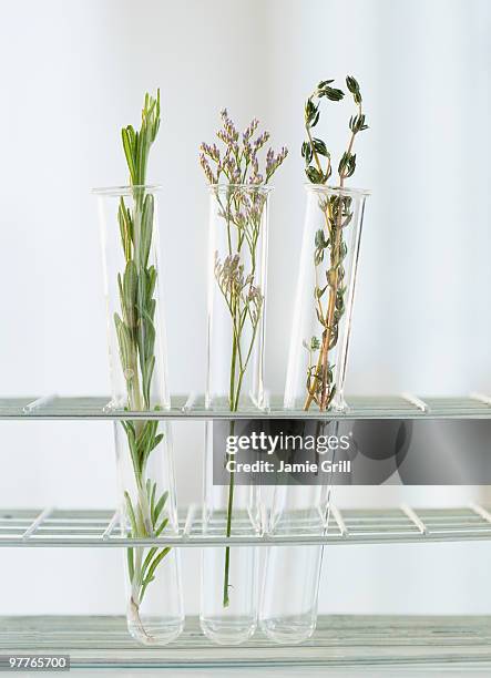 Herbs In Test Tubes, Stock-Foto