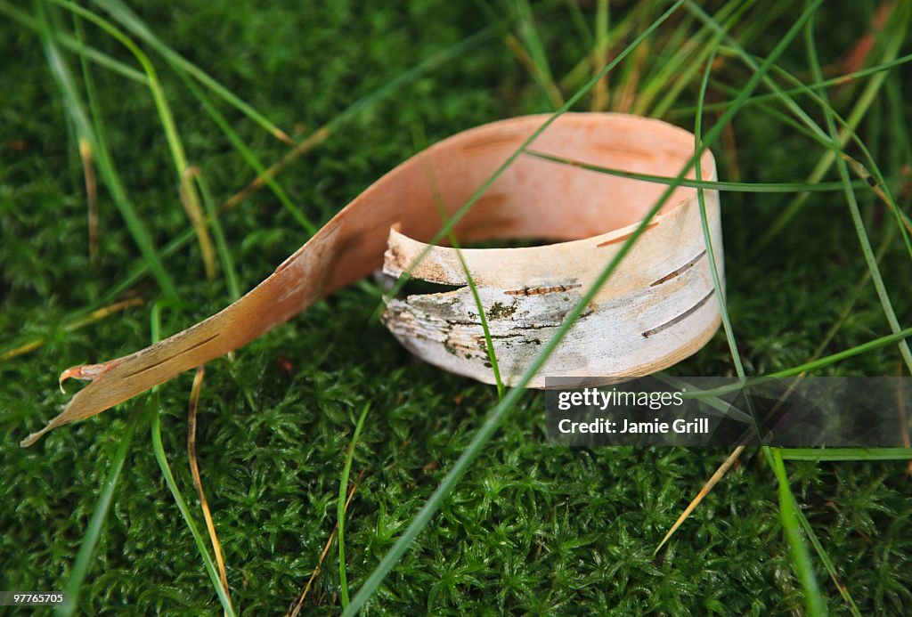 Bark peel on moss