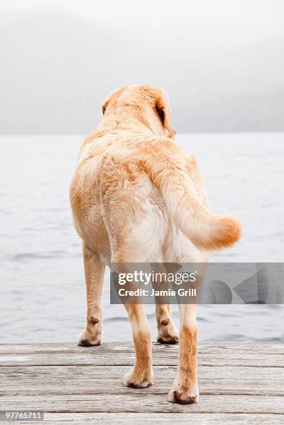 dog on dock - labrador dourado imagens e fotografias de stock