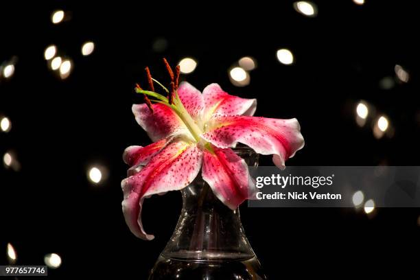 stargazer lily - stargazer lily imagens e fotografias de stock