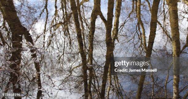 reflection on nature - mansell stockfoto's en -beelden