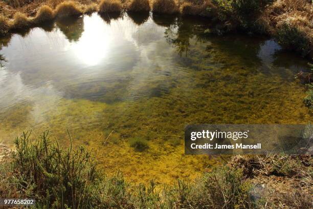 natural pond - mansell stockfoto's en -beelden