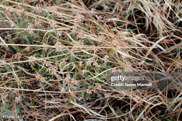 undergrowth - mansell stockfoto's en -beelden