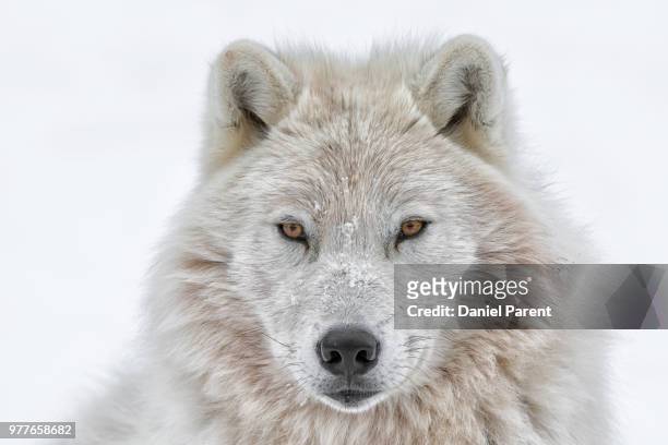 portrait of arctic wolf - オオカミ ストックフォトと画像