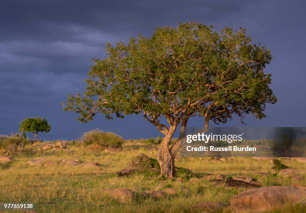Sacque Tree 288 Sausage Tree Stock Photos, High-Res Pictures, and Images - Getty Images