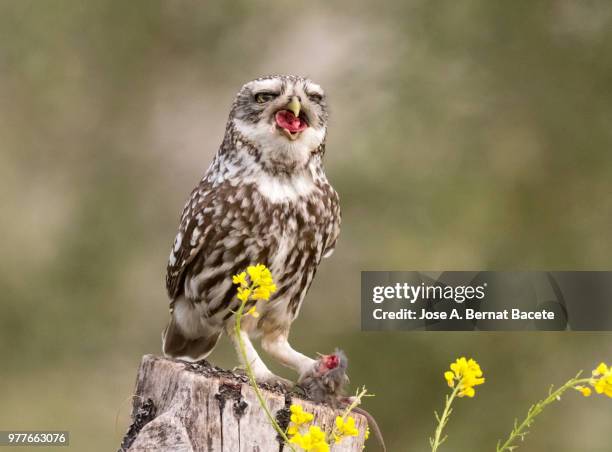 little owl (athene noctua) with house mouse (mus musculus) prey, caught in the mouth. - wood mouse stock pictures, royalty-free photos & images