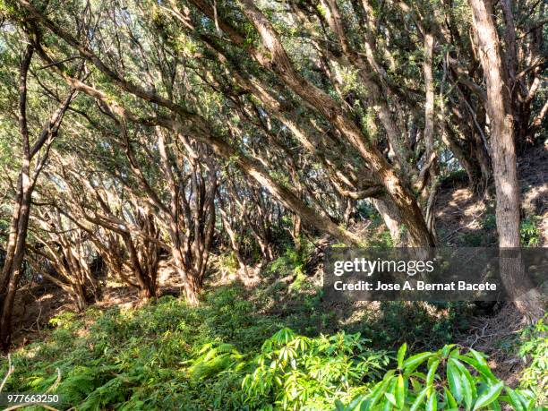 interior of a humid forest of big trees and centenary-year-old trunks (erica azorica) in island of terceira, azores islands, portugal. - erica flower stock pictures, royalty-free photos & images