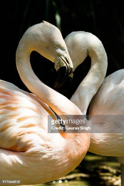 flamingo heart - flamingo heart fotografías e imágenes de stock