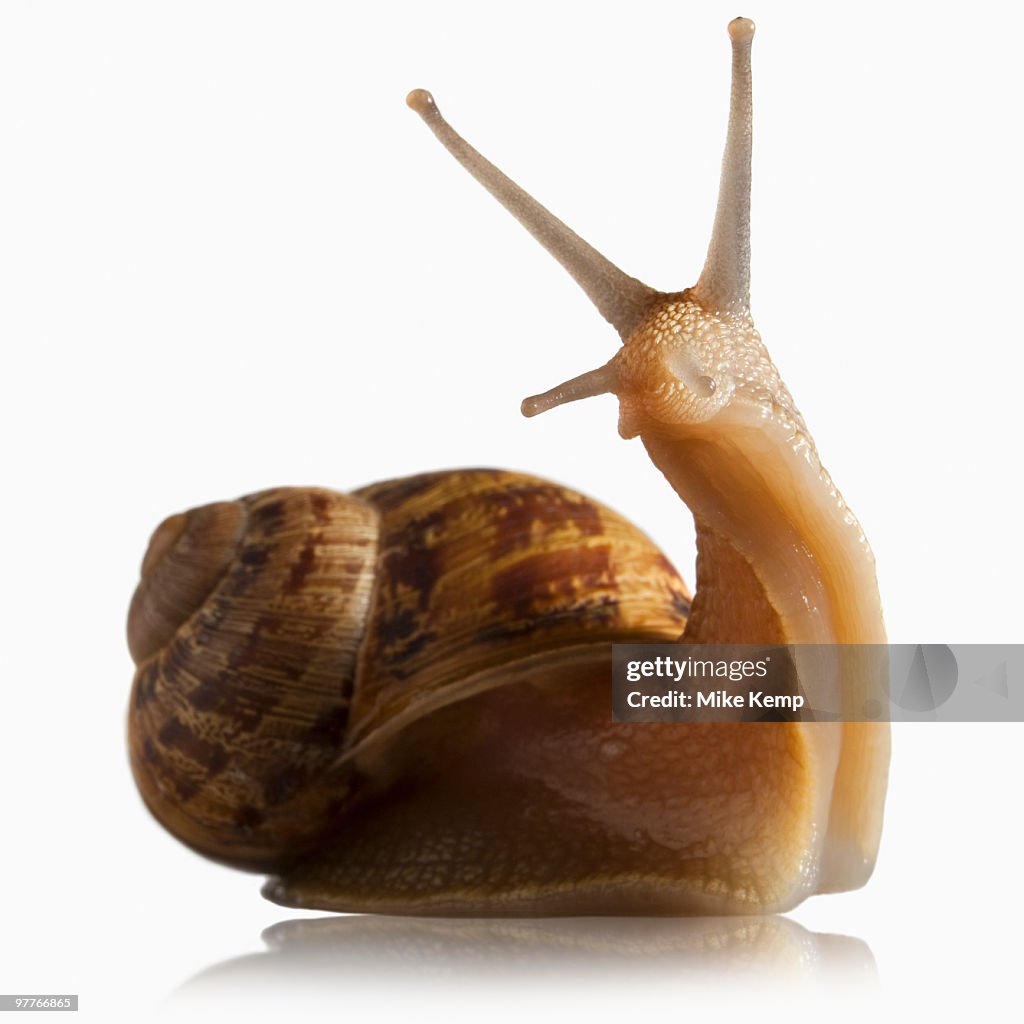 Snail out of shell
