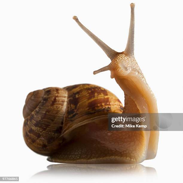 snail out of shell - molusco invertebrado - fotografias e filmes do acervo