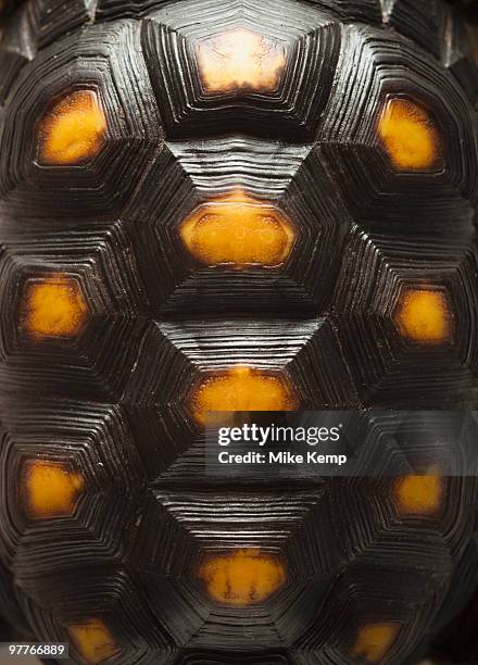 354 Tortoise Shell Texture Stock Photos, High-Res Pictures, and Images ...