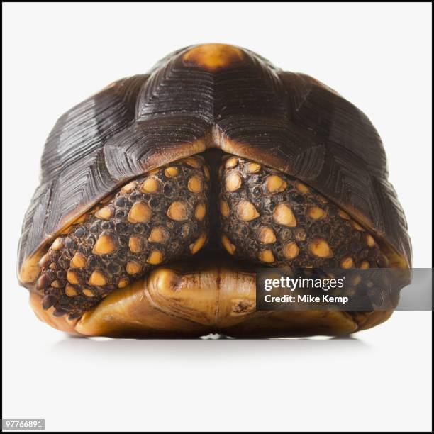 Turtle High-Res Stock Photo