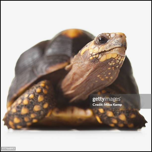 Tortoise Shell Texture Photos and Premium High Res Pictures - Getty Images