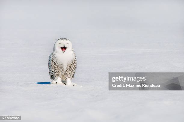 snowy owl (bubo scandiacus) yawning on snowy field in winter, quebec, canada - zoology stock pictures, royalty-free photos & images