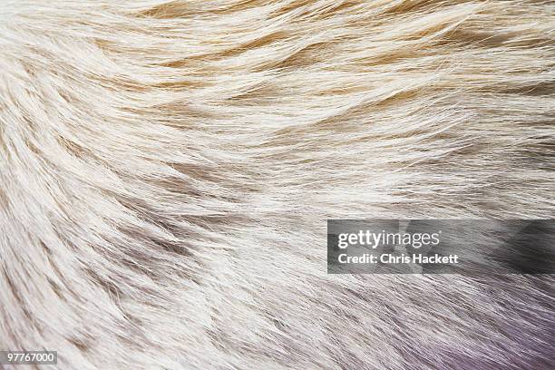 fur - animal hair 個照片及圖片檔