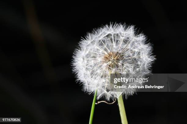 pusteblume // dandelion - pusteblume stock pictures, royalty-free photos & images