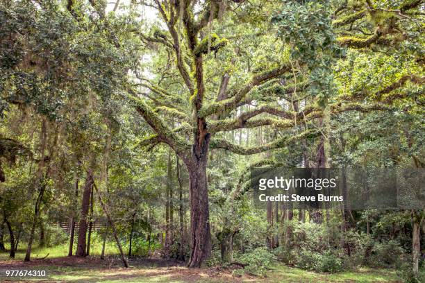 live oak (quercus geminata) tree in forest, kissimmee, florida, usa - kissimmee stock pictures, royalty-free photos & images