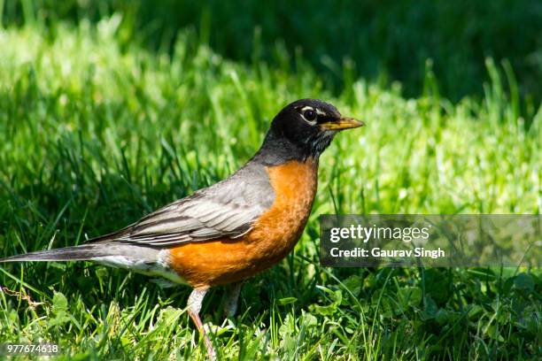 Robbin Spring American Robin Spring Photos and Premium High Res Pictures - Getty Images