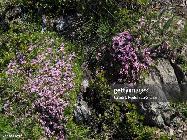 Androsace Rhs Androsace Photos and Premium High Res Pictures - Getty Images