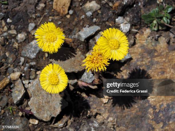 yellow coltsfoot (tussilago farfara) - coltsfoot photos et images de collection