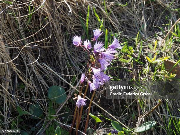 alpine snowbell (soldanella alpina) - soldanella stock pictures, royalty-free photos & images