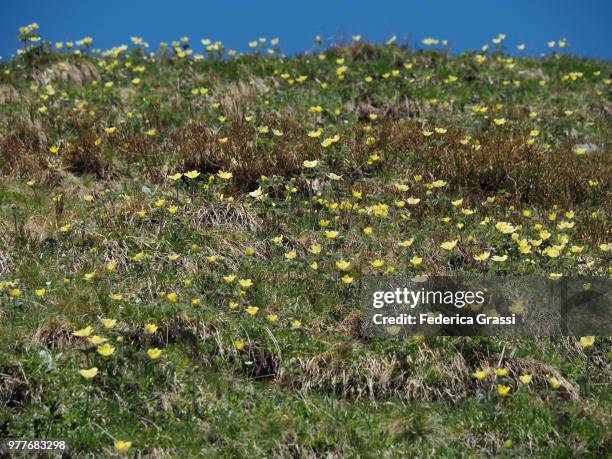 alpine pasture covered with pulsatilla alpina delarbre subsp. apiifolia - pulsatilla alpina stock pictures, royalty-free photos & images