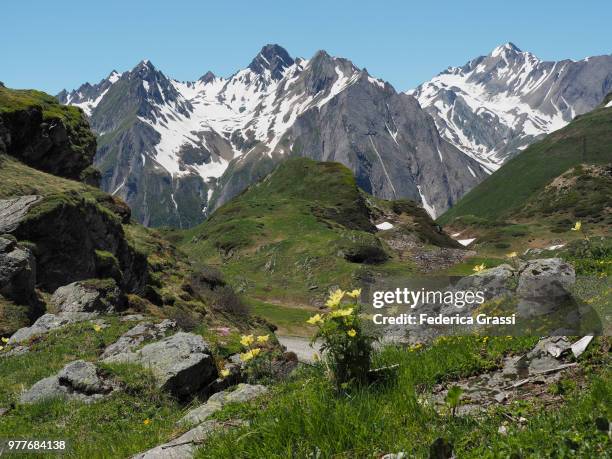 pulsatilla alpina flowering in formazza valley - pulsatilla alpina stock pictures, royalty-free photos & images