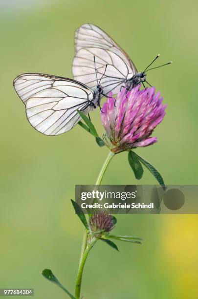 two black-veined white (aporia crataegi) butterflies sitting on plant - groot geaderd witje stockfoto's en -beelden