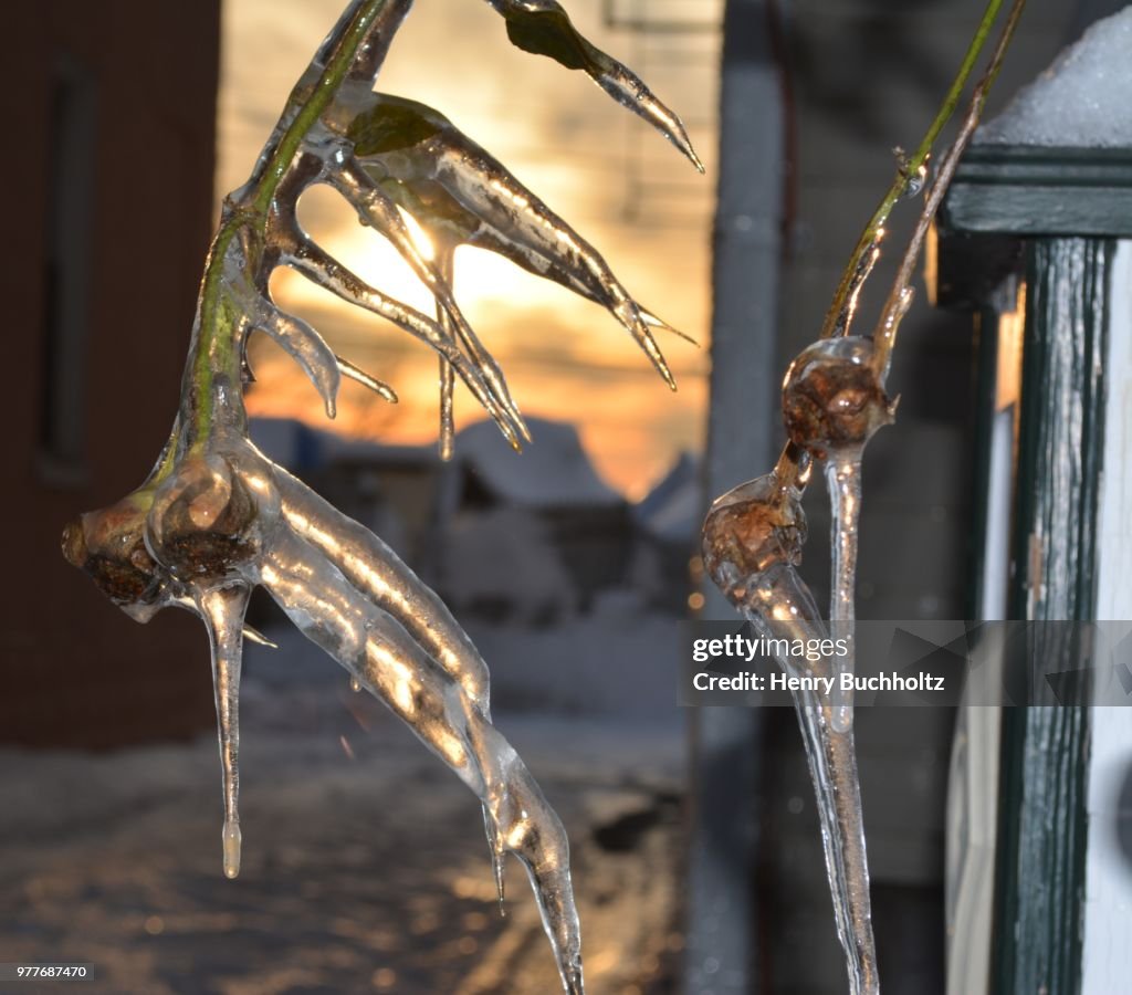 Frozen Rose Bud