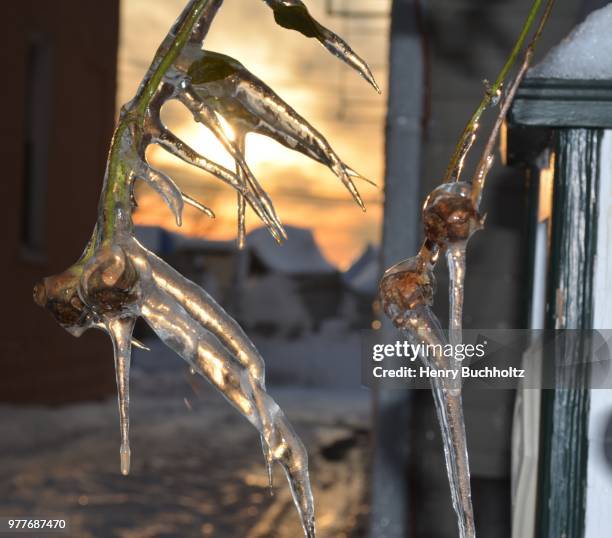 Frozen Rose Bud High-Res Stock Photo